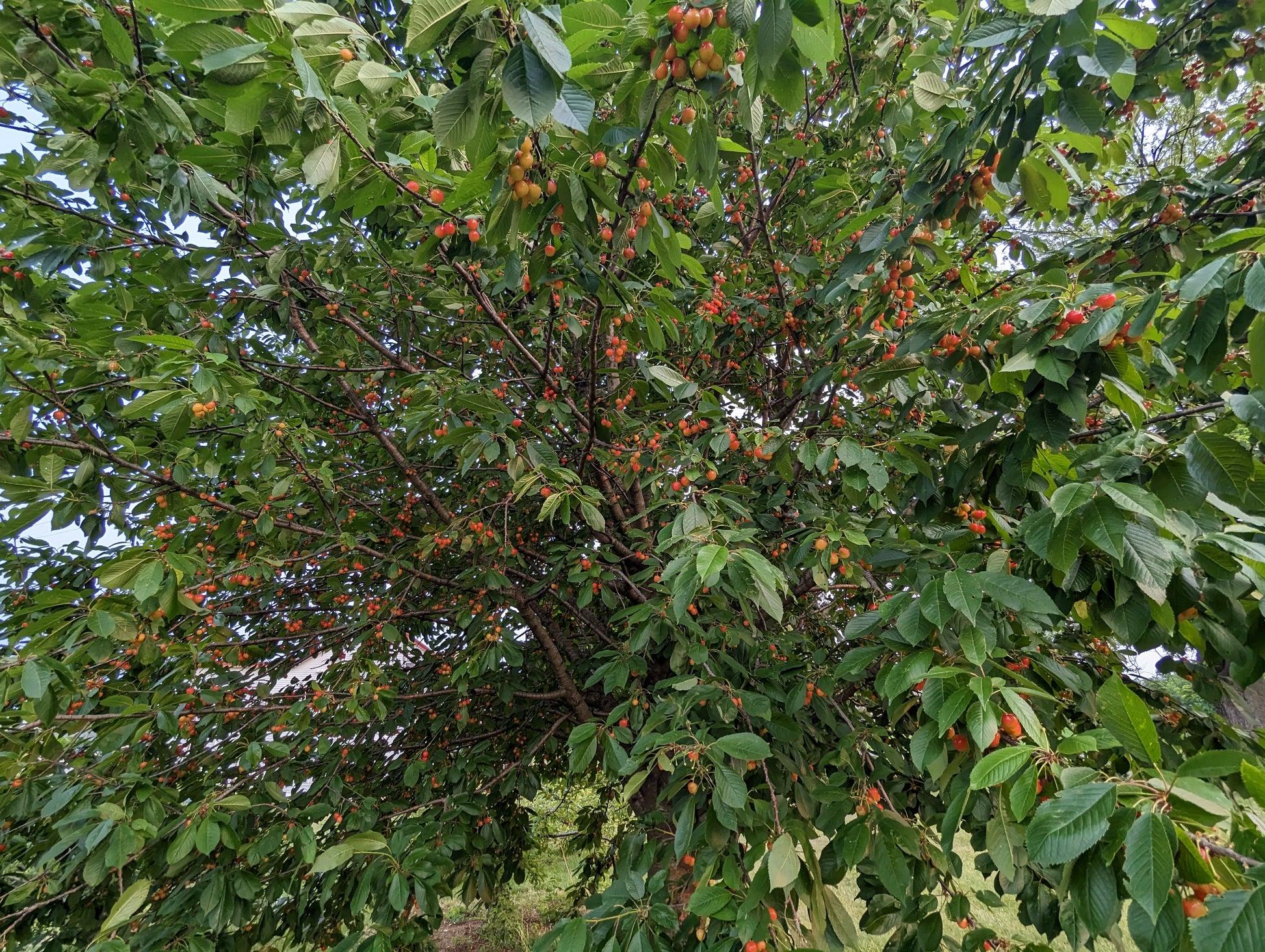 Cherries